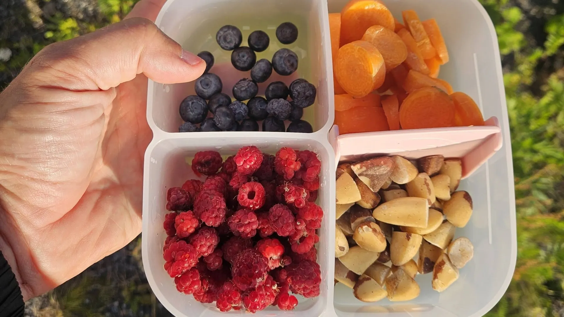 Svačinový box na výlet s oddělenými přihrádkami Otevřený svačinový box s přihrádkami naplněný malinami, borůvkami, mrkví a ořechy