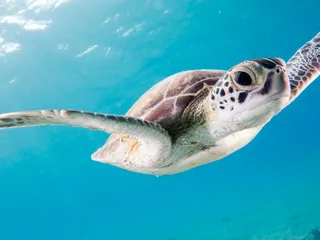 Srí Lanka s dětmi: týden u oceánu, želvy a sloni (čtyřlůžkový pokoj)